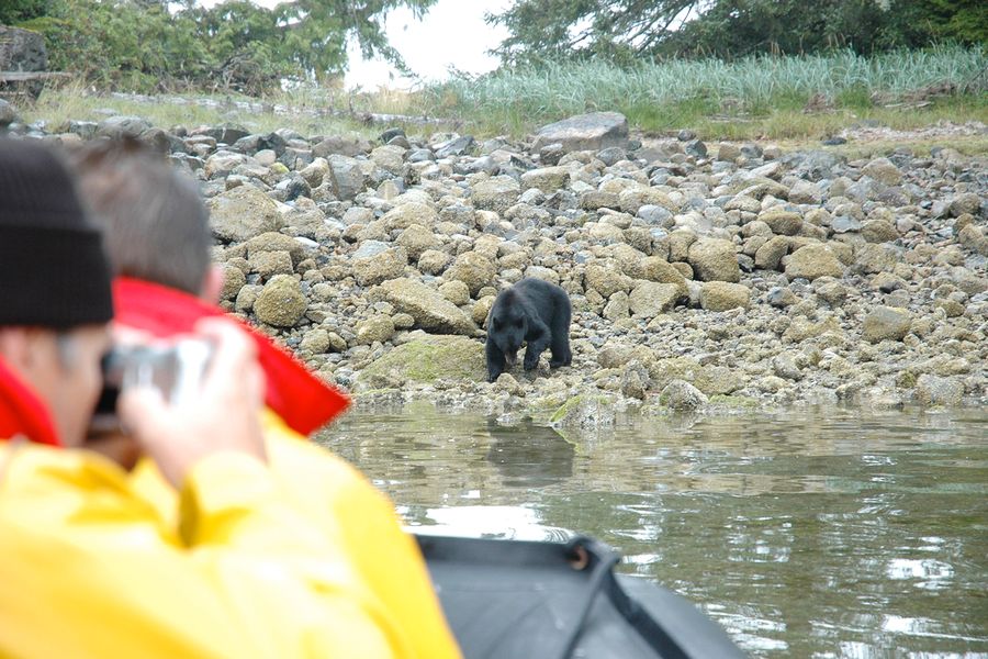 Mensen fotograferen een zwarte beer tijdens een wildlife tocht in Tofino in Canada.