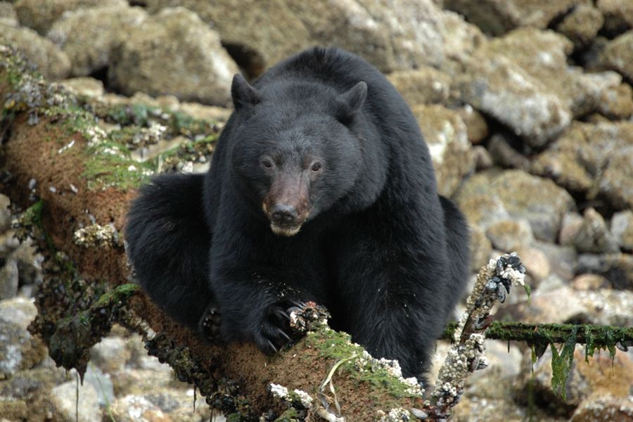 Canada excursie Coastal Bear Watch Tofino Sunshine Coast