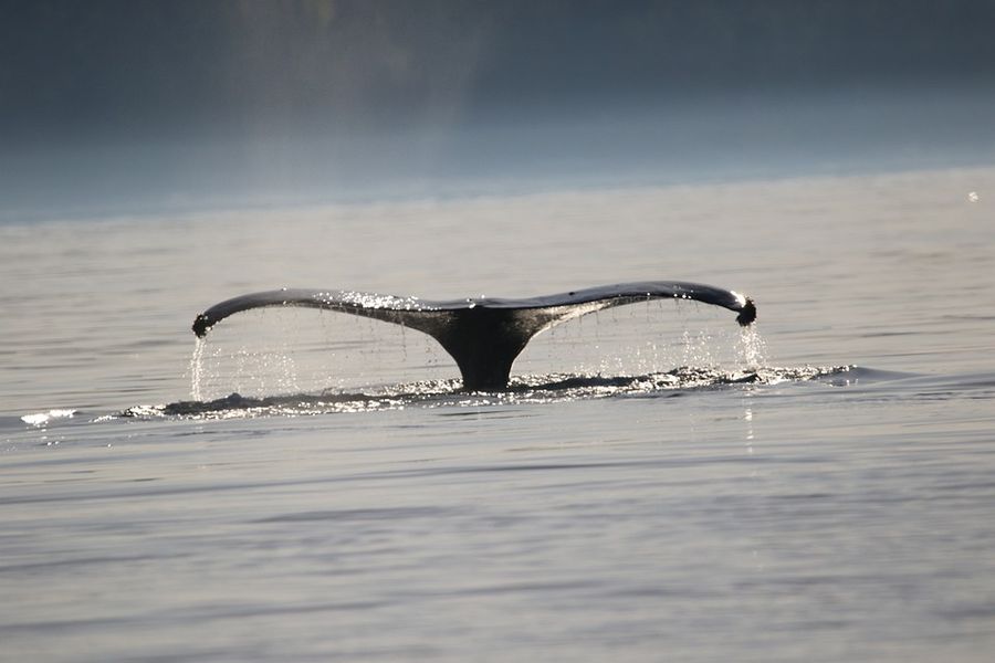 Walvisstaart boven water tijdens een wildlife tocht aan de kust van Vancouver Island in Canada.