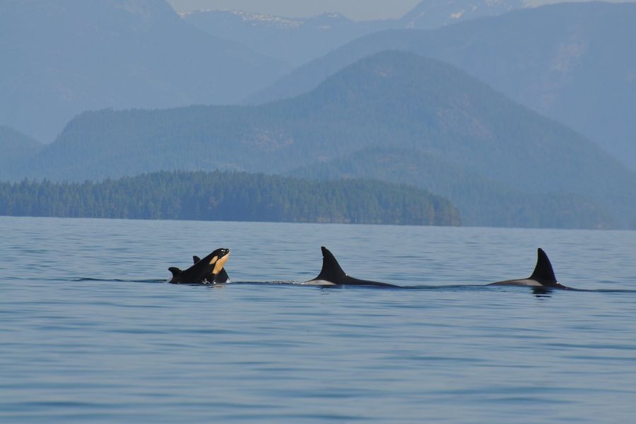 Orkas in het water aan de kust van Vancouver Island tijdens een wildlife excursie vanuit Tofino.