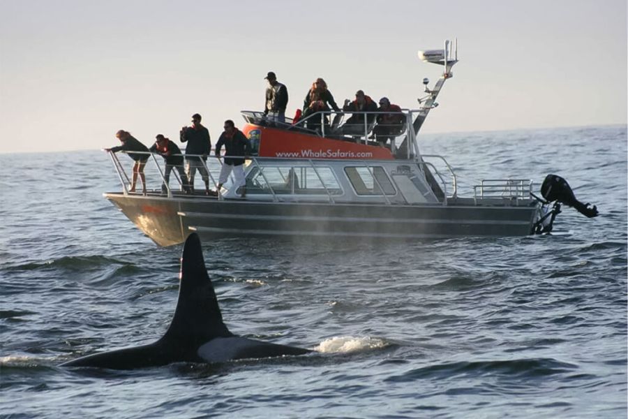 Mensen staan op een boot van West Coast Aquatic Safaris tijdens een walvistocht in Tofino Canada