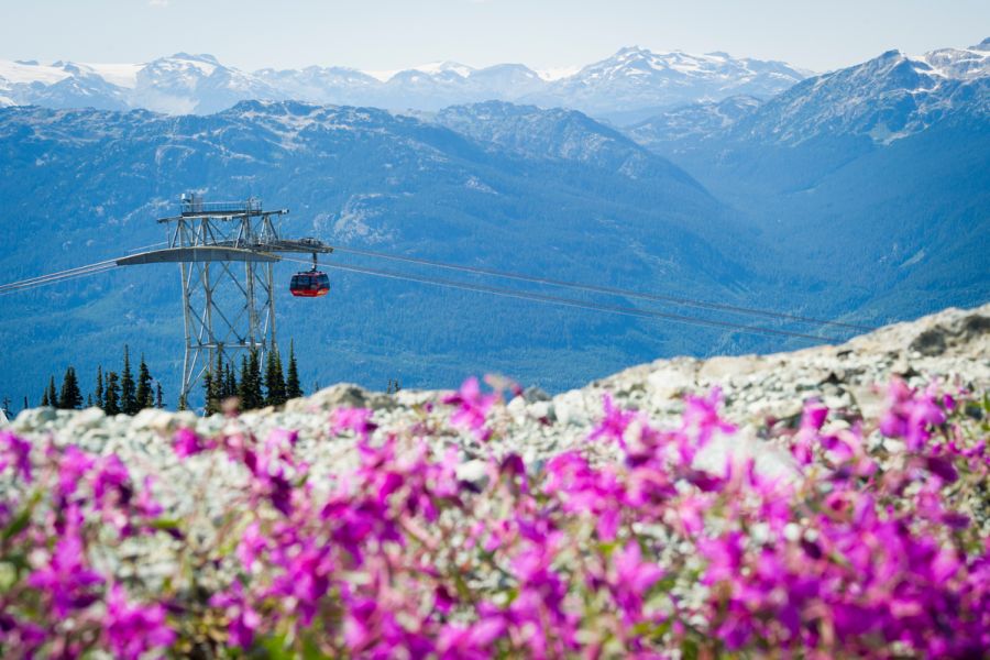 Weidebloemen met de Peak 2 Peak gondola op de achtergrond in British Columbia in Canada.