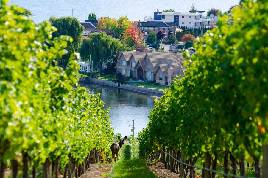 Canada excursie Wijnproeverij Wine Trail Kelowna