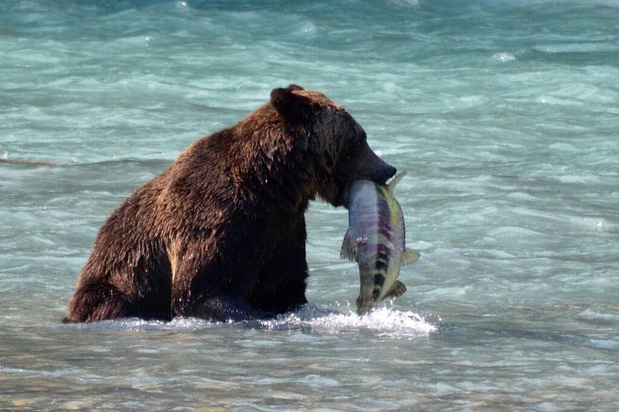 Grizzly Bear Tour vanuit Campbell River afbeelding