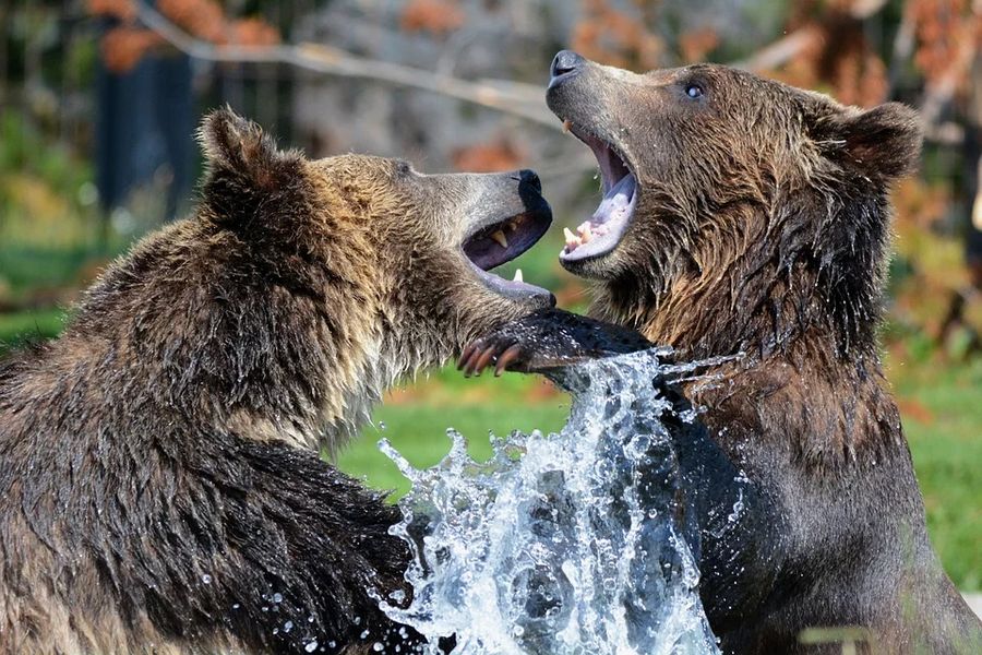 Canada excursie Grizzly Bear Tour Campbell River