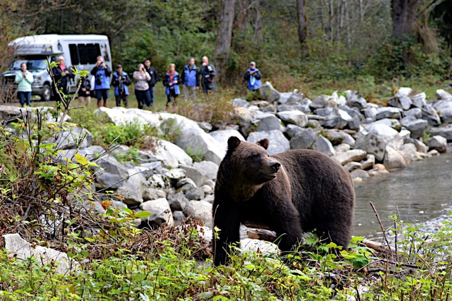 Canada excursie Grizzly Bear Tour Campbell River