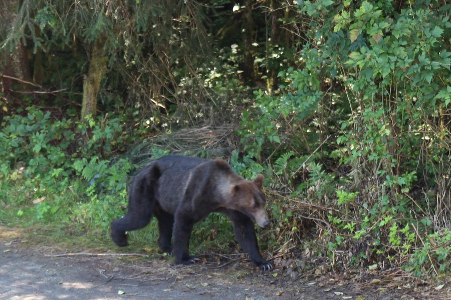 Canada excursie Grizzly Bear Tour Campbell River