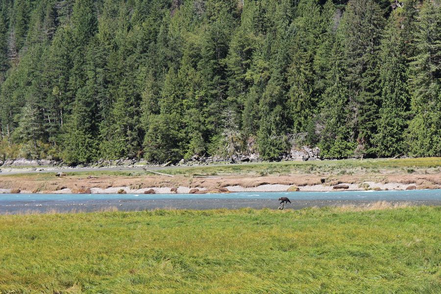 Canada excursie Grizzly Bear Tour Campbell River