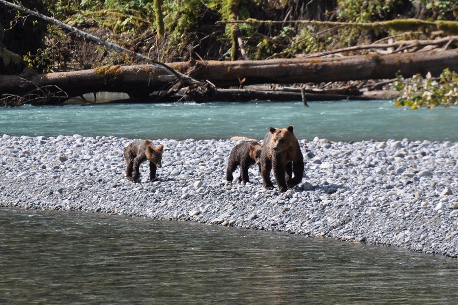Canada excursie Grizzly Bear Tour Campbell River
