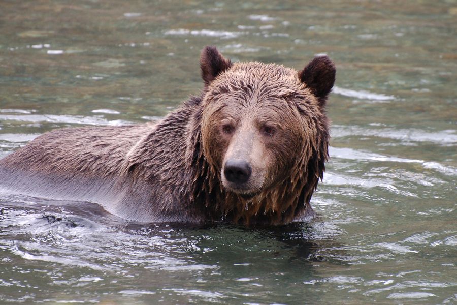 Canada excursie Grizzly Bear Tour Campbell River