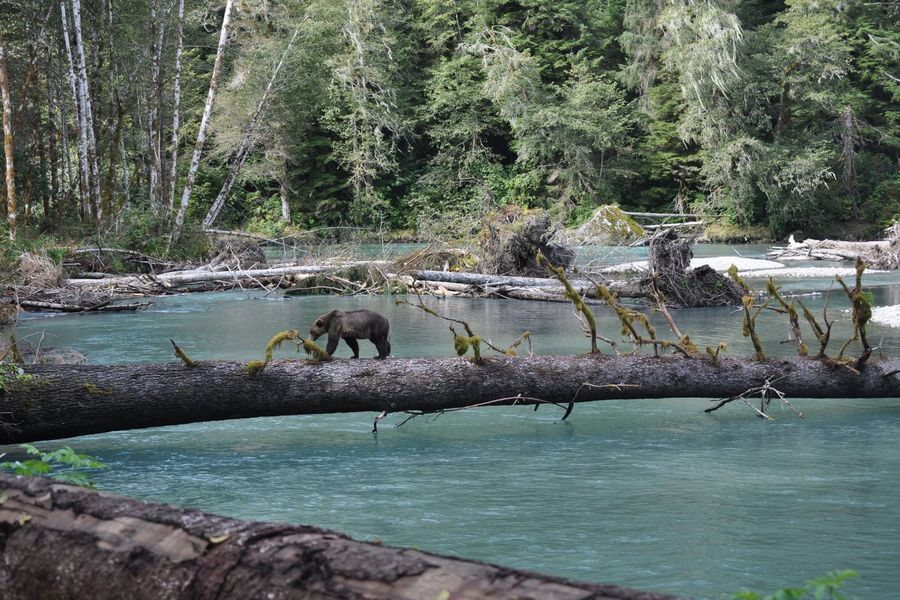Canada excursie Grizzly Bear Tour Campbell River