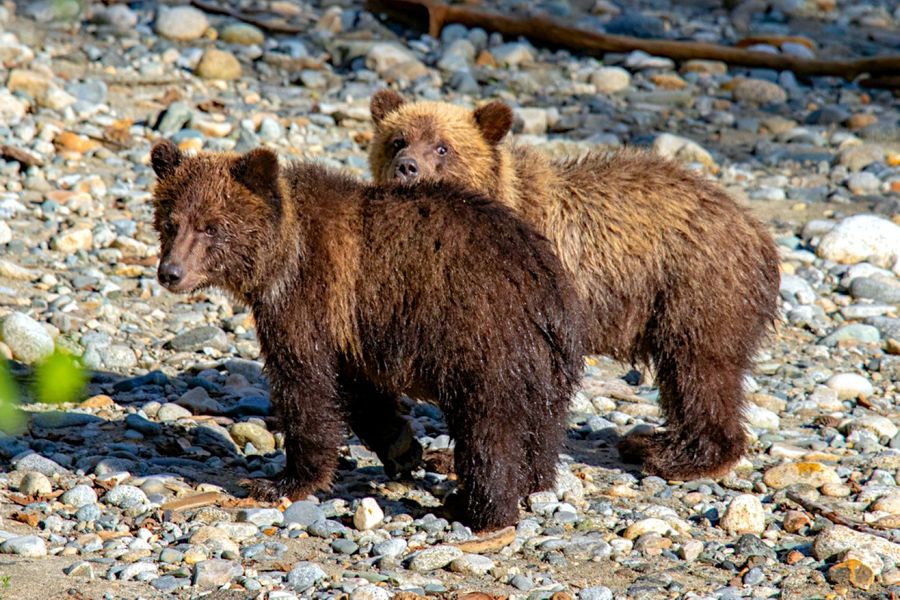Canada excursie Grizzly Bear Tour Campbell River
