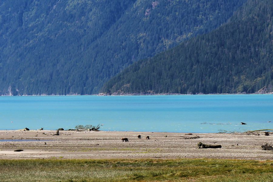 Canada excursie Grizzly Bear Tour Campbell River