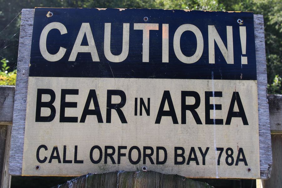 Canada excursie Grizzly Bear Tour Campbell River