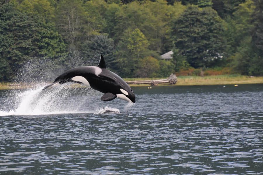 Canada excursie Whale Watching Wildlife Tours Campbell River
