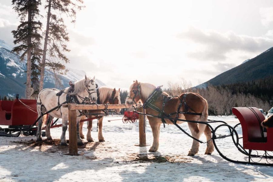 Paarden voor sledes tijdens een excursie in Alberta in Canada.