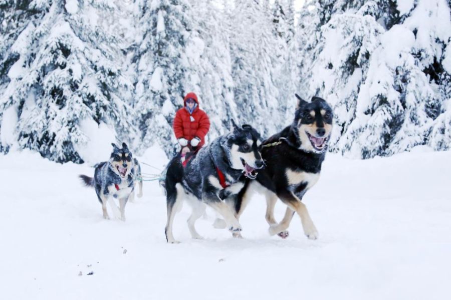 Huskysafari vanuit Jasper afbeelding