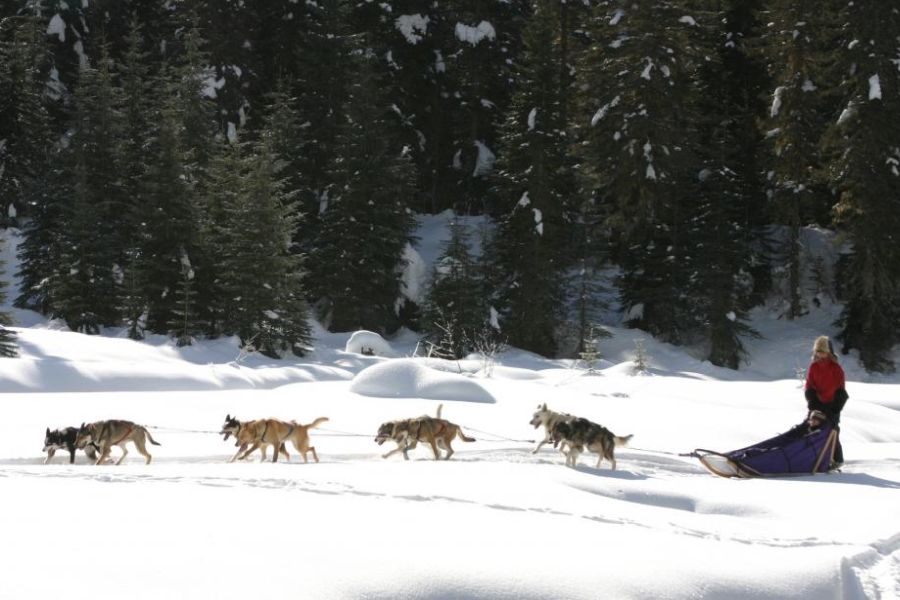 Huskies voor een slee tijdens een excursie in de Rocky Mountains in Canada.