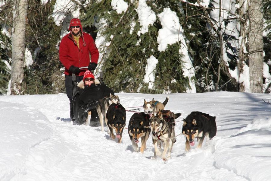 Huskysafari in de Rocky Mountains in Alberta in Canada.