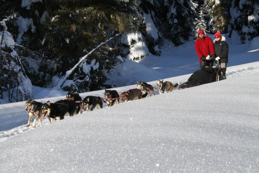 Huskies voor een slee tijdens een huskysafari nabij Jasper in Alberta in Canada.