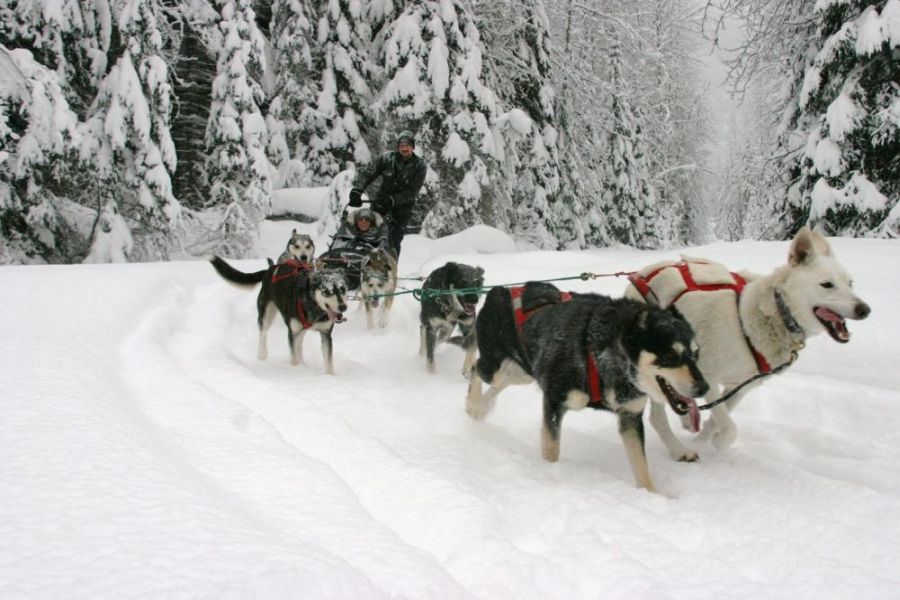 Huskies rennen voor een slee in de Rocky Mountains in Canada.
