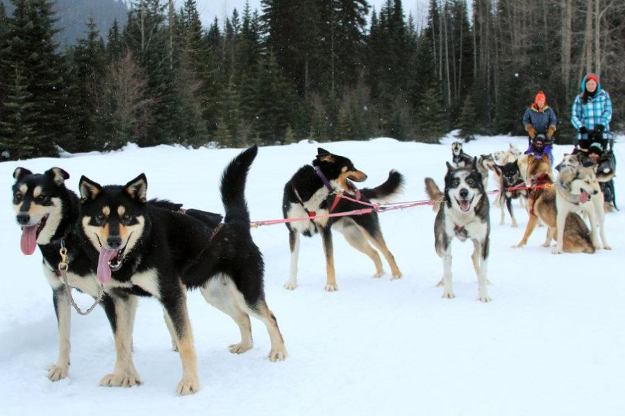 Huskyslede in de sneeuw in Alberta in Canada.
