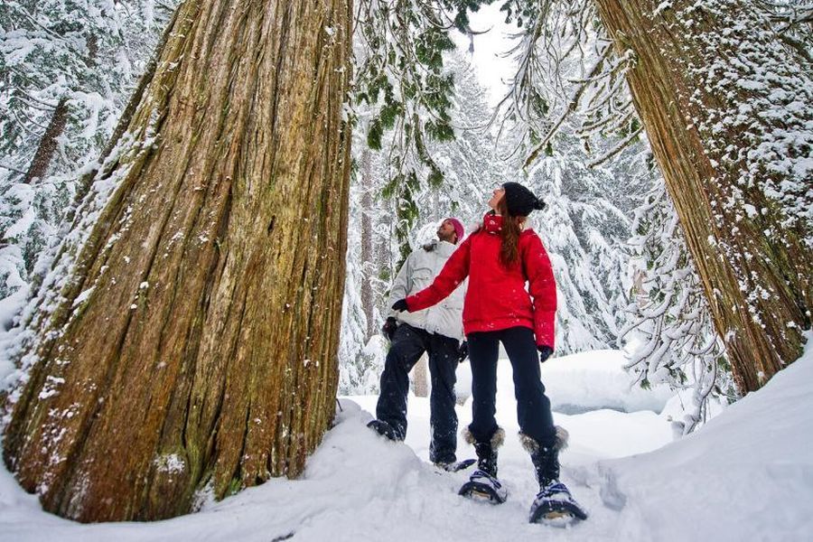 Wandelaars kijken naar gigantische cederbomen aan de Medicine Trail in Whistler Canada