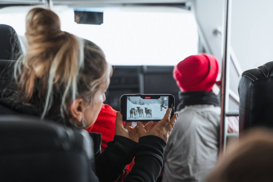 Wildlife Discovery Tour vanuit Jasper afbeelding