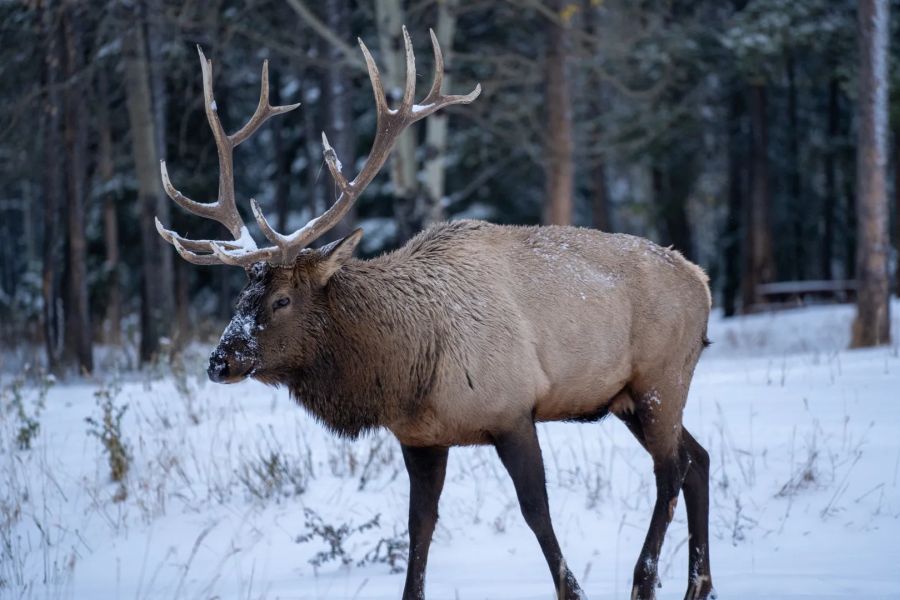 Eland loopt door Jasper National Park tijdens een wildlife excursie