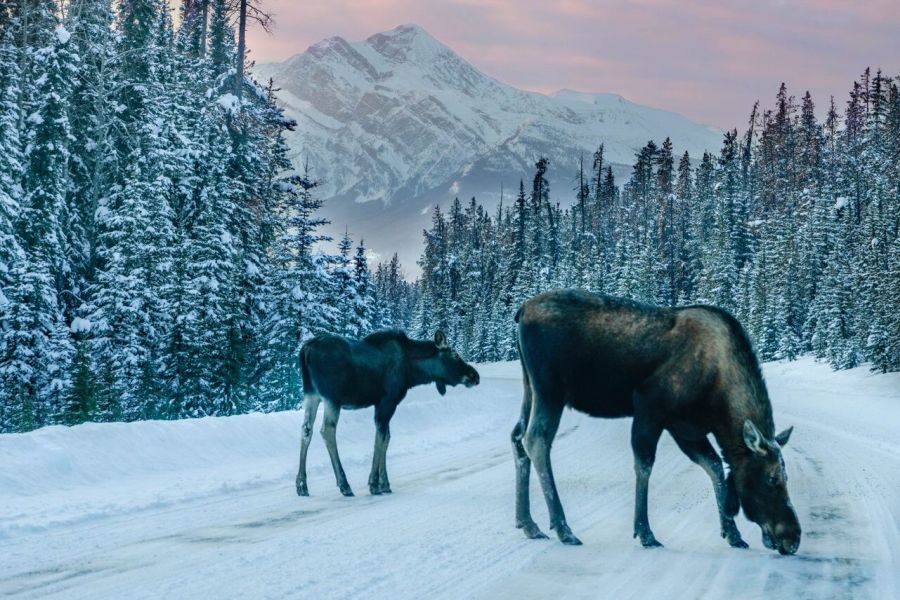 Elanden in de sneeuw tijdens een wildlife excursie in Jasper National Park
