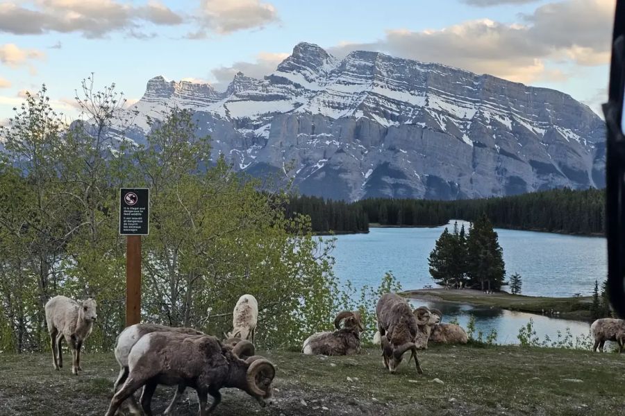 Dikhoornschapen tijdens een wildlife tour in Banff tijdens een rondreis door Canada
