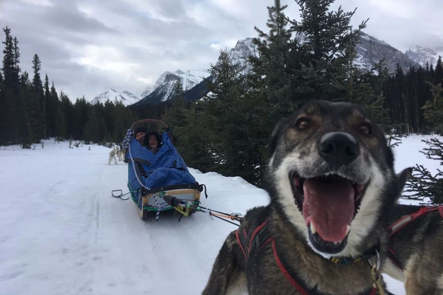 Husky tijdens een huskysafari in Banff National Park in Canada