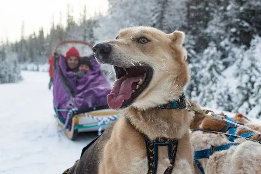 Blije husky tijdens een huskysafari in Banff National Park in Canada