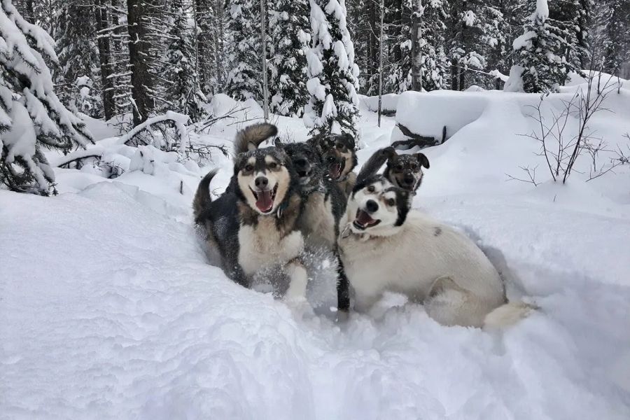 Huskies zitten in de sneeuw tijdens huskytocht in Canada