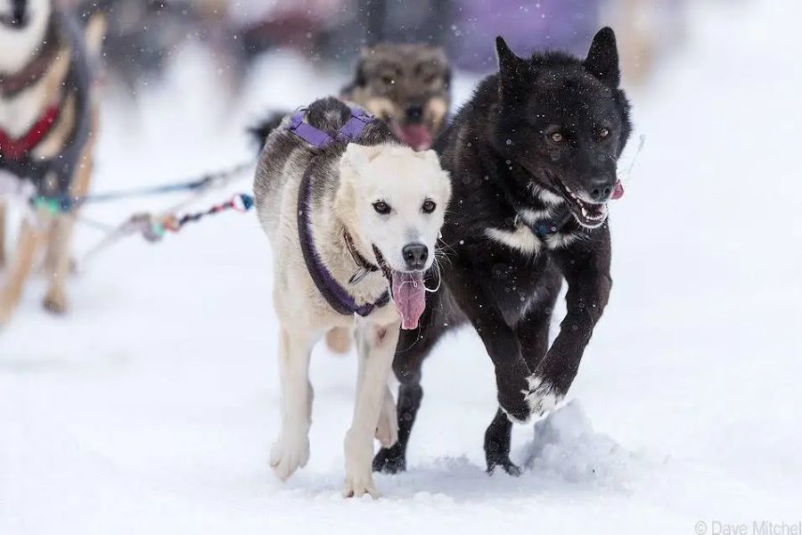 Twee huskies rennen voor slee tijdens huskysafari vanaf Lake Louise in Canada