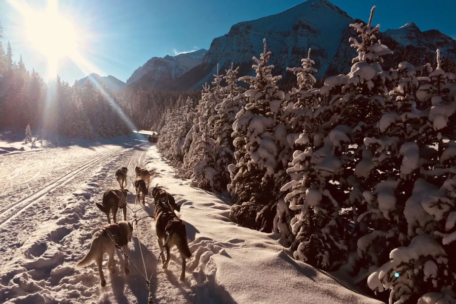 Huskies trekken een slee voort tijdens een huskysafari in Canada