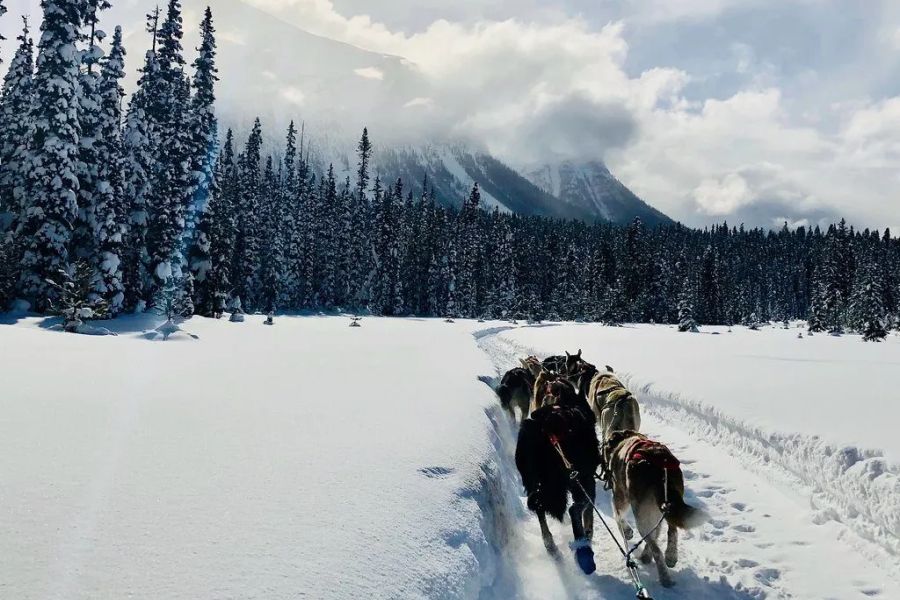 Huskies tijdens een huskytocht in Banff National Park in Canada