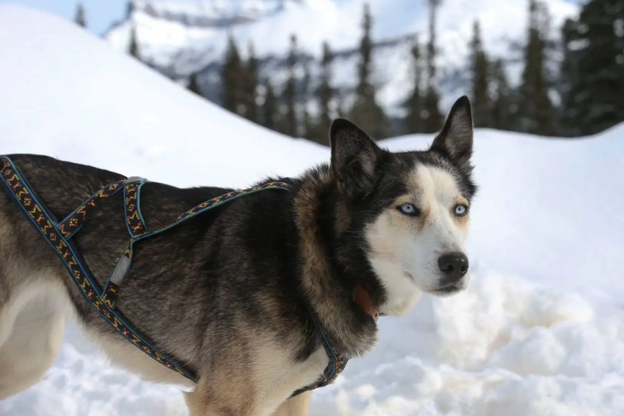 Husky in de sneeuw tijdens een huskytocht in Canada