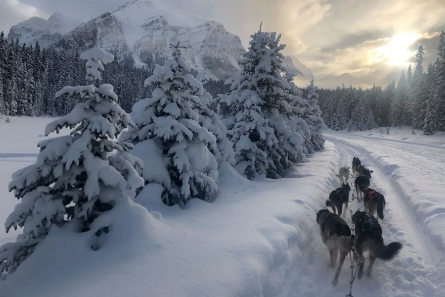 Huskies rennen door besneeuwd gebied tijdens huskytocht in Canada