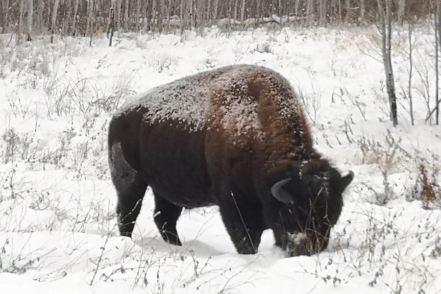 Sneeuwschoenwandeling in Elk Island National Park afbeelding
