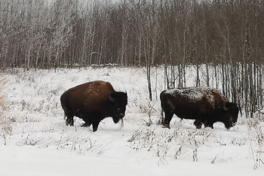 Twee bisons in Elk Island National Park in Canada