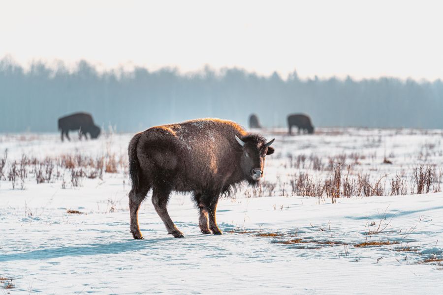 Kudde bisons in Elk Island National Park in Canada