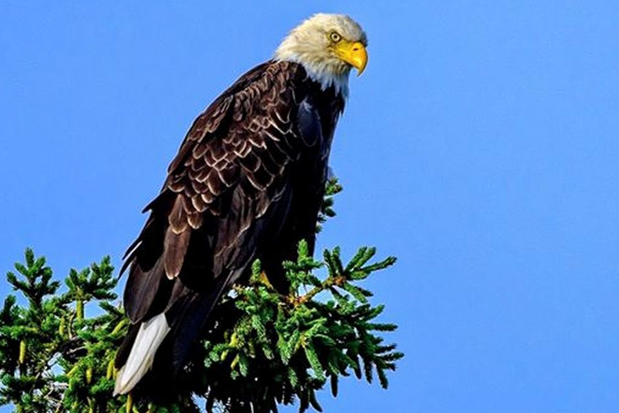 Een adelaar tijdens een kajak tour in Atlantisch-Canada
