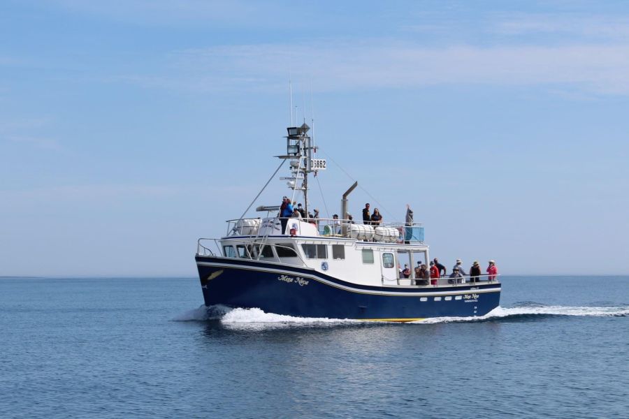 Een cruiseboot op de fundybaai in Nova Scotia tijdens een walvistocht in Atlantisch-Canada