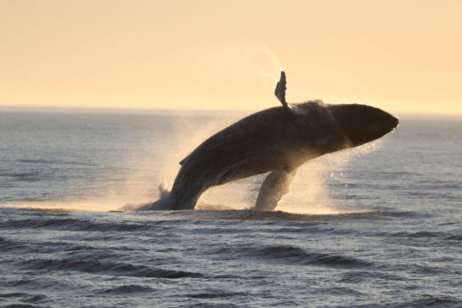 Een walvis springt uit het water tijdens een walvistocht in Atlantisch-Canada