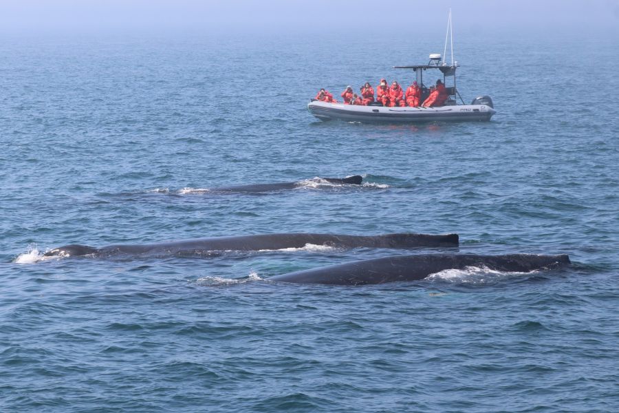 Toeristen bekijken walvissen vanaf een zodiac boot tijdens een walvistocht in Fundy Bay in Atlantisch-Canada