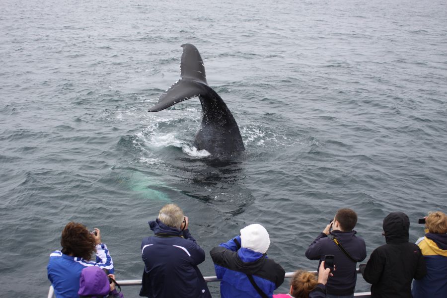 Brier Island Walvistocht vanuit Westport