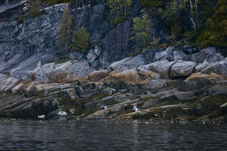 Canada excursie Whale Watching vanuit Tadoussac