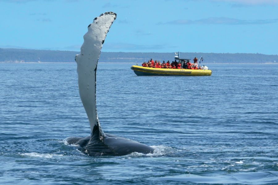 Canada excursie Whale Watching vanuit Tadoussac