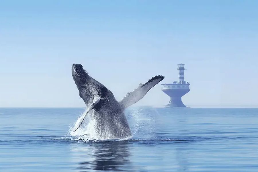 Canada excursie Whale Watching vanuit Tadoussac